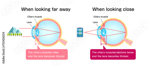 Mechanism of eyeball for looking far and near. Vector illustration.