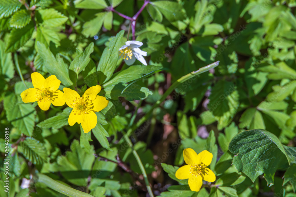 Yellow wood anemone a sunny spring day Yellow wood anemone a sunny spring day