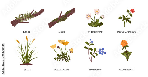 Tundra plant collection set, white dryad, blueberry, sedge, polar poppy, cloudberry, lichen moss vector wild north herbs