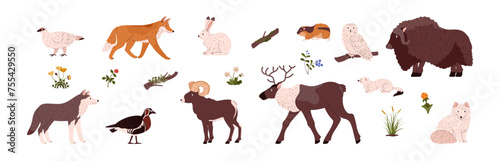 Tundra Arctic animals, birds and plants set flat vector illustration isolated.