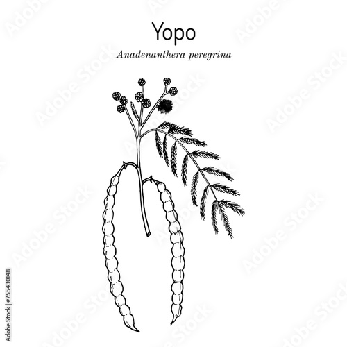 Yopo, or cohoba (Anadenanthera peregrina), medicinal plant.
