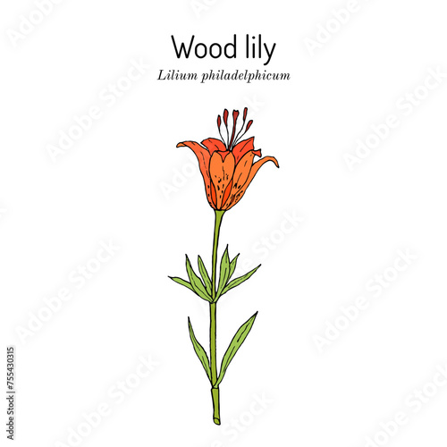 Wood, or Philadelphia lily (Lilium philadelphicum), ornamental and medicinal plant