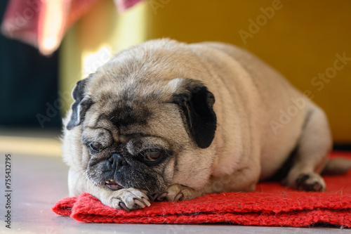 Senior pug resting at home © Михаил Шорохов