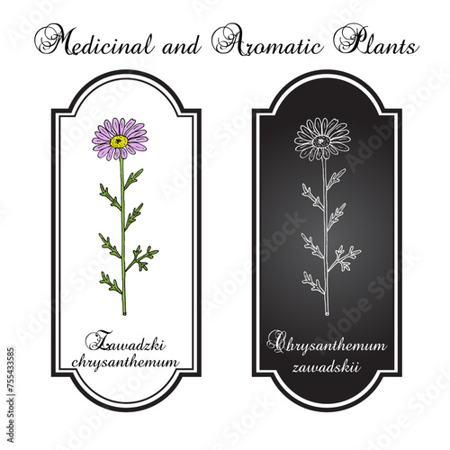 Zawadski Chrysanthemum (Chrysanthemum zawadskii), edible and medicinal plant