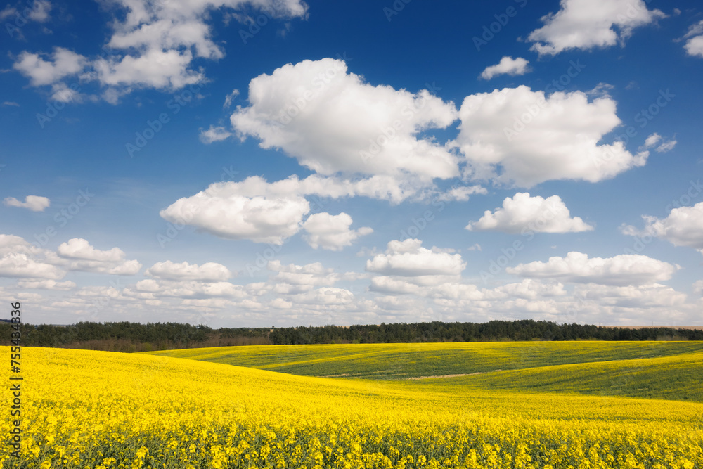 A bright yellow field of canola and blue sky with fluffy snow-white clouds. A bright yellow field of canola and blue sky with fluffy snow-white clouds.