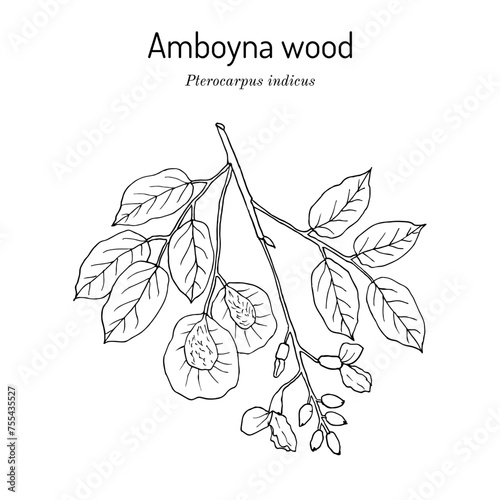 Amboyna wood, or narra (Pterocarpus indicus), medicinal plant photo