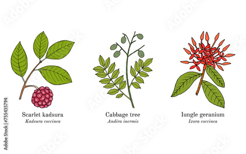 Collection of edible and medicinal plants photo