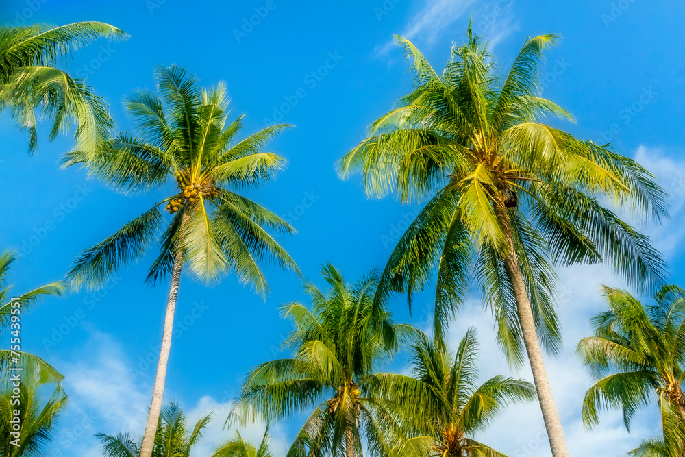 Rows of palm trees on blue cloudy sky