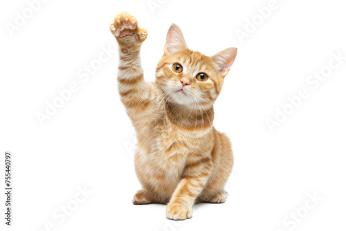 ginger cat sits with one front paw raised and looks at the camera on transparency background PSD 