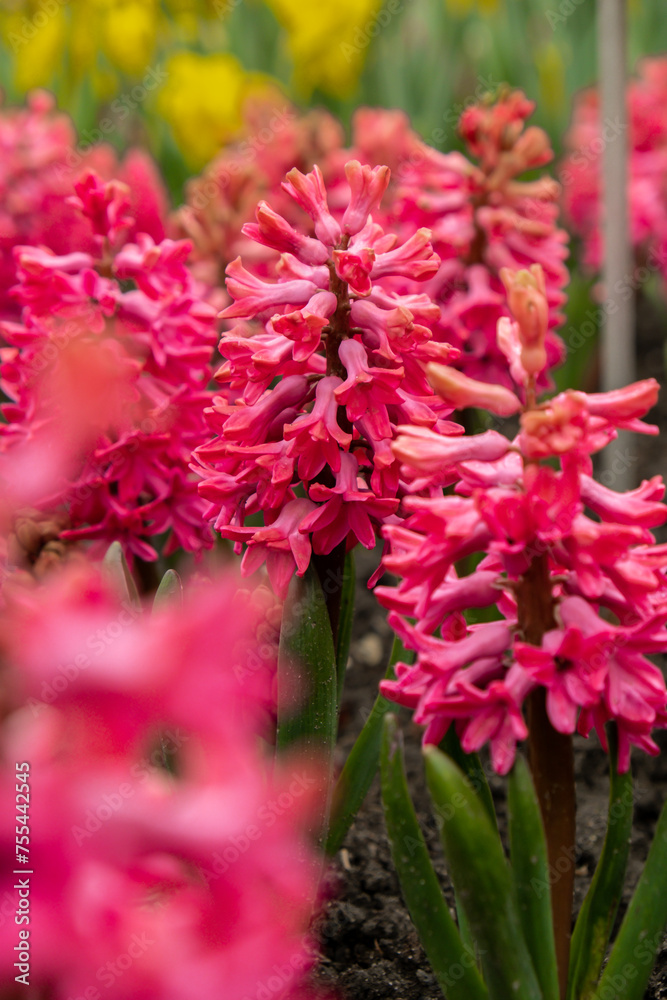First spring flowers Large flower bed with multi-colored hyacinths, traditional easter background in the Asparagus family. Greeting festive postcard wallpaper. First spring flowers Large flower bed with multi-colored hyacinths, traditional easter background in the Asparagus family. Greeting festive postcard wallpaper.