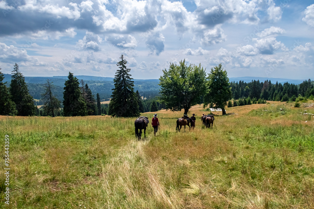 Horseback riding in the carpathian landscape Horseback riding in the carpathian landscape