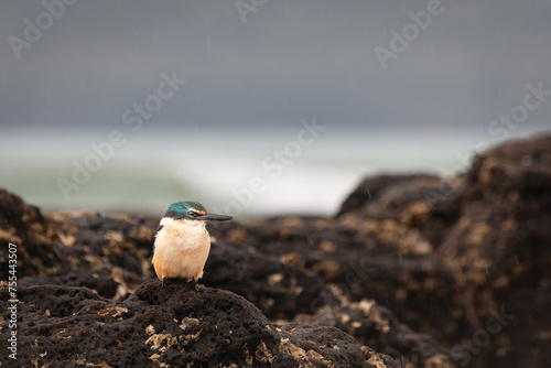 Kingfisher on the rocks with the sea behind