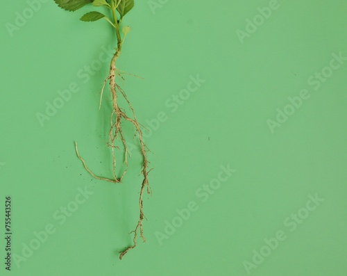 Fotografie Taproots system of a plant in the ground