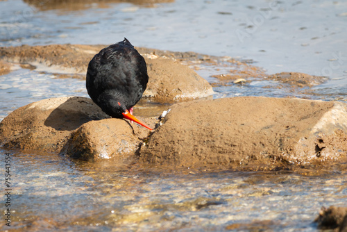 Variable oystercatcher picking food from a rock