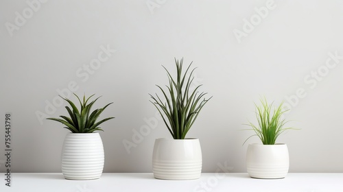 Modern vase interior plants pots in a white room. House plant decoration © Alpa