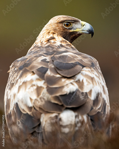 Golden eagle portrait, looking behind the back pose