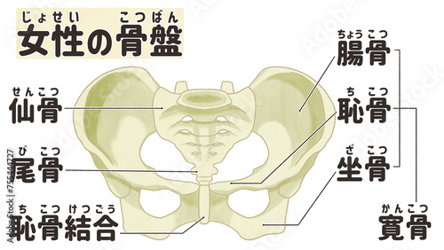 Female pelvis anatomy front view Labeled diagram PNG