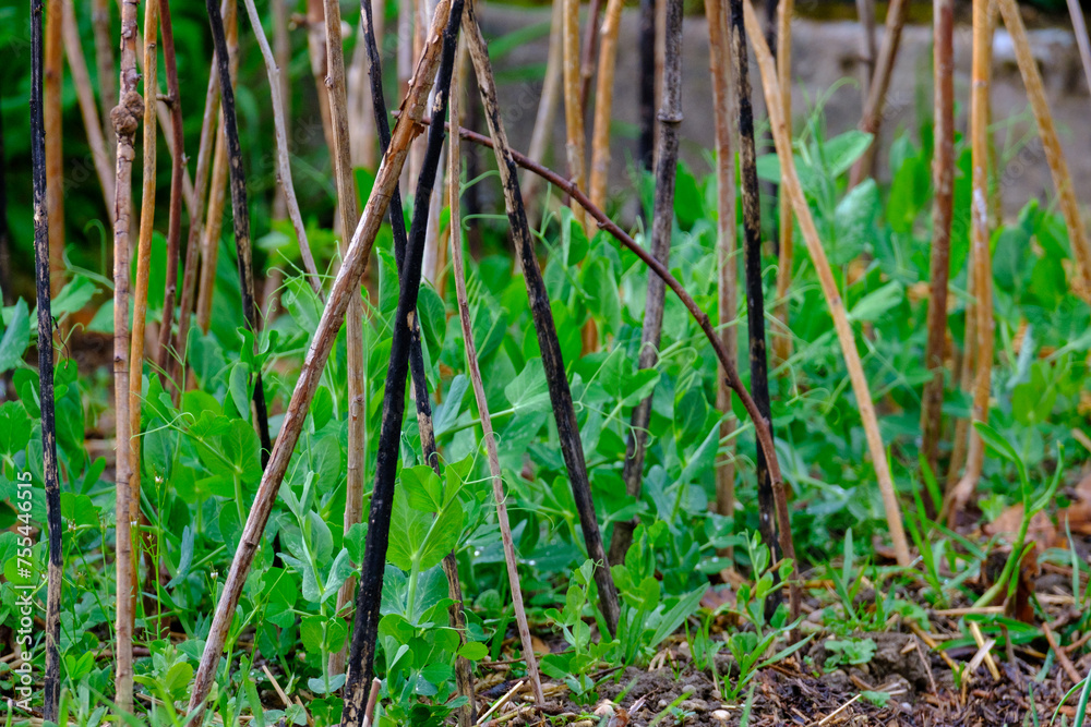 Obraz premium Plants de petits pois