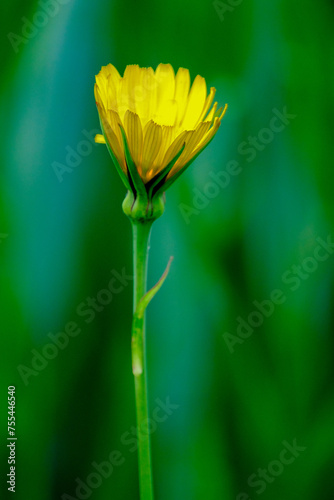 Jeune fleur jaune de pissenlit    peine ouverte