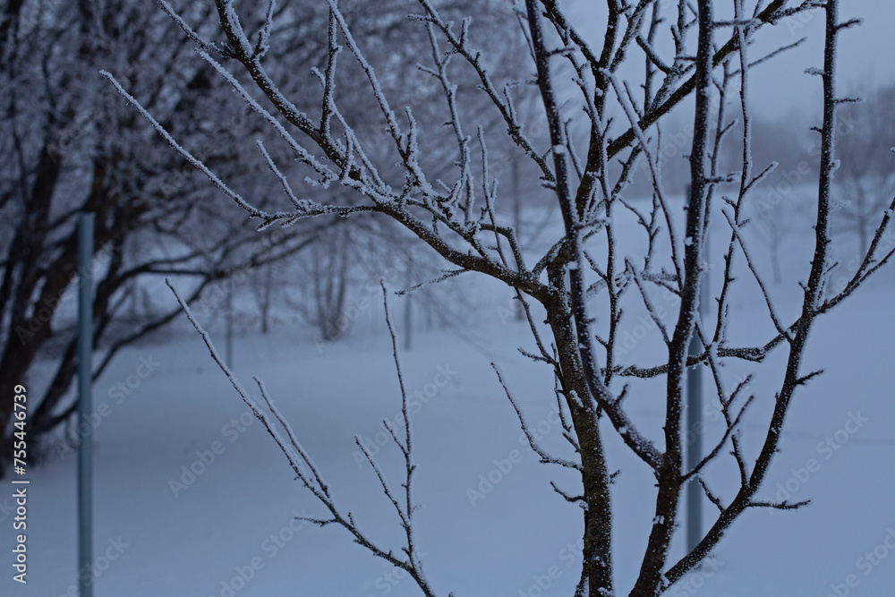 Obraz premium Close-up of a young tree in frost in winter
