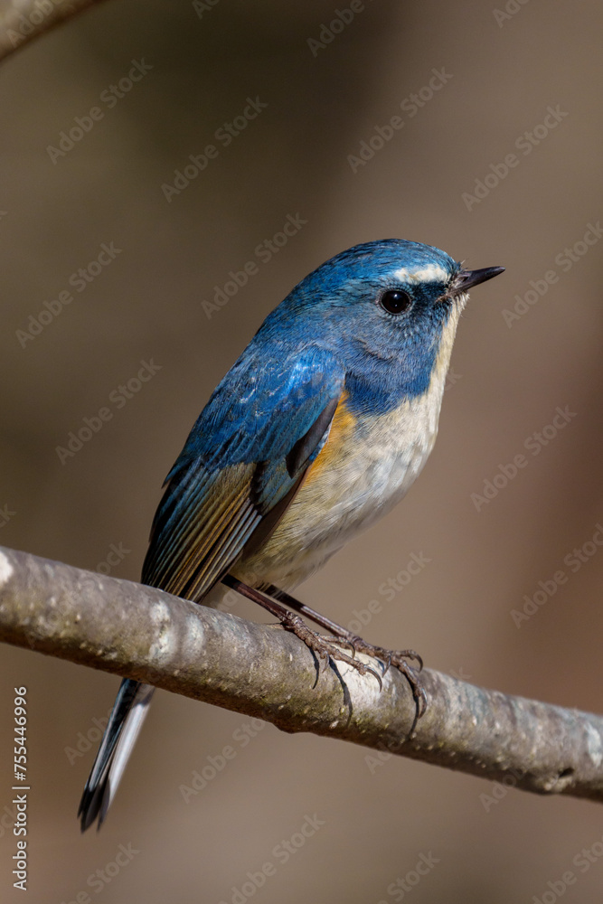 Red-flanked bluetail perching on the tree branch Red-flanked bluetail perching on the tree branch