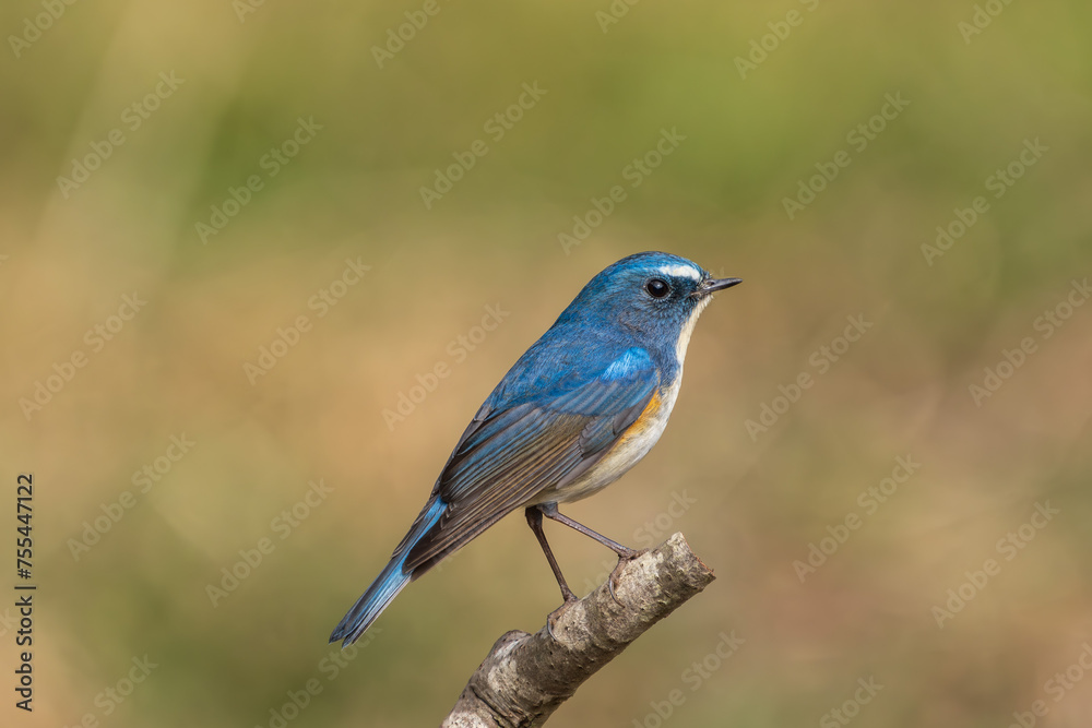 Red-flanked bluetail perching on the tree branch Red-flanked bluetail perching on the tree branch