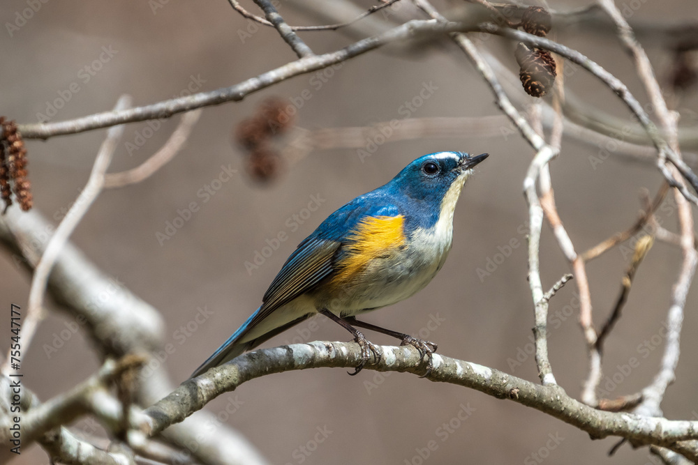 Red-flanked bluetail perching on the tree branch Red-flanked bluetail perching on the tree branch