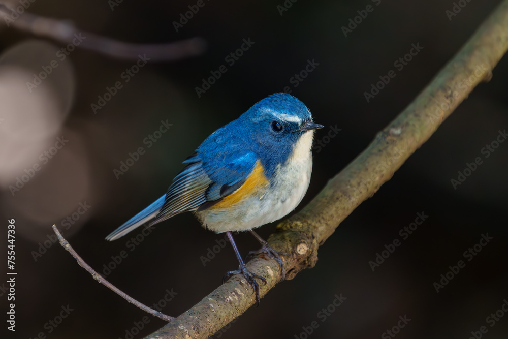 Red-flanked bluetail perching on the tree branch Red-flanked bluetail perching on the tree branch