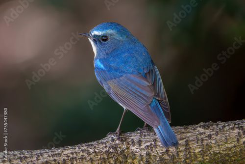 Red-flanked bluetail perching on the tree branch © hit1912