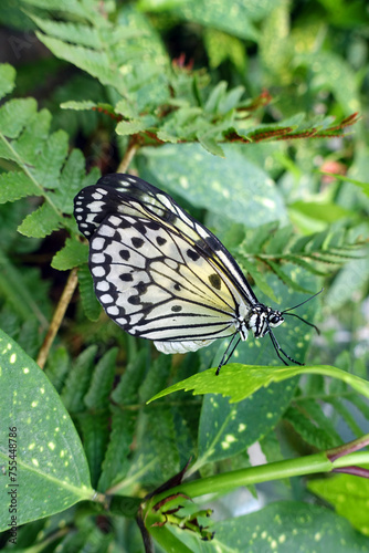 Papillon noir et blanc en équilibre sur une feuille