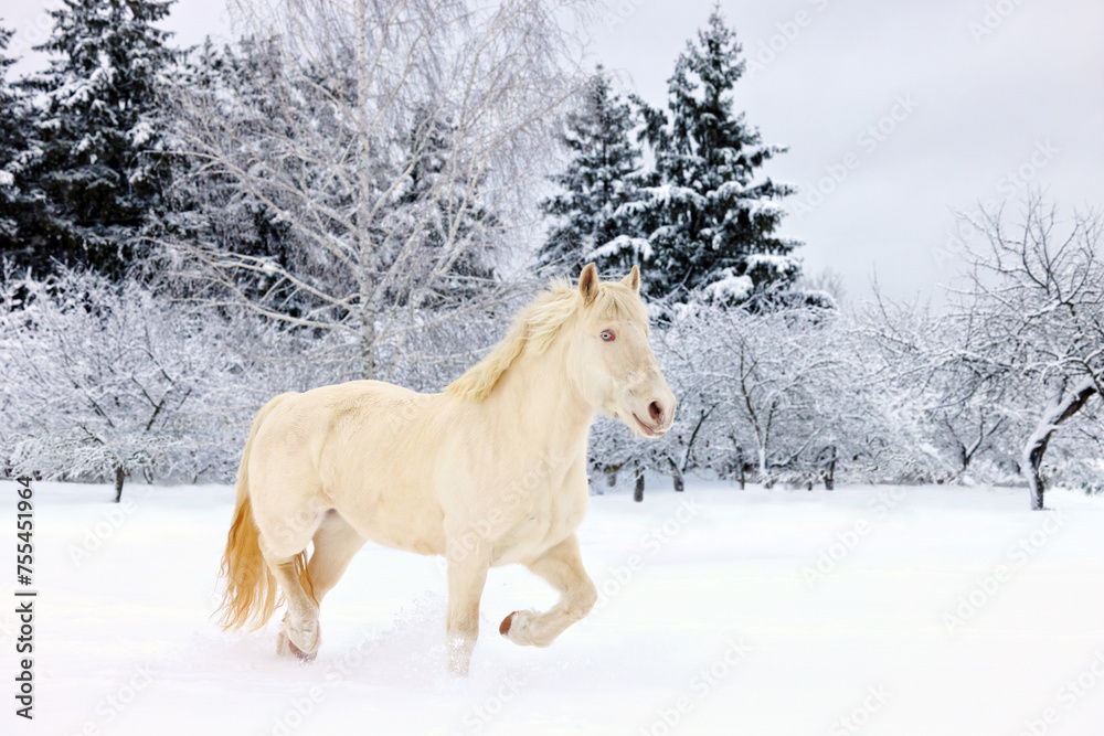 Heavy draft horse stallion runs trot in winter evening ranch