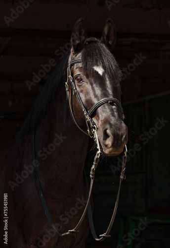 Beautiful bay dressage horse standing in the stable door