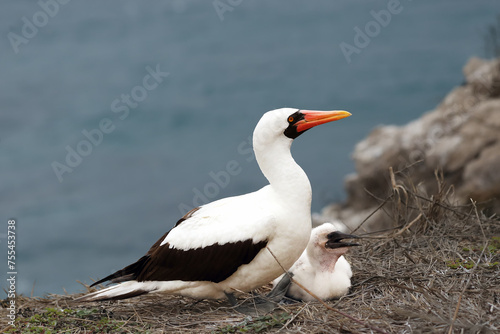 The Nazca booby (Sula granti) sitting with chick on the cliff with blue see in background