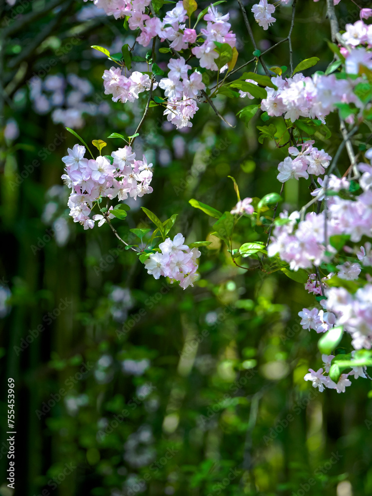 Fototapeta premium Malus halliana blooms in spring