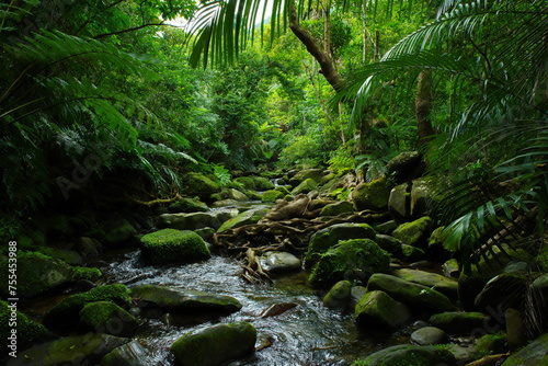 沖縄県西表島 小川が流れる森の中