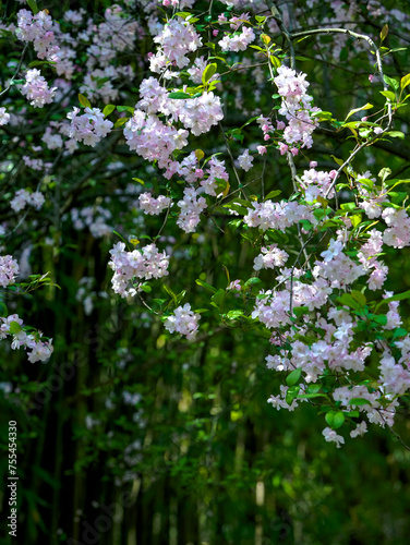 Malus halliana blooms in spring