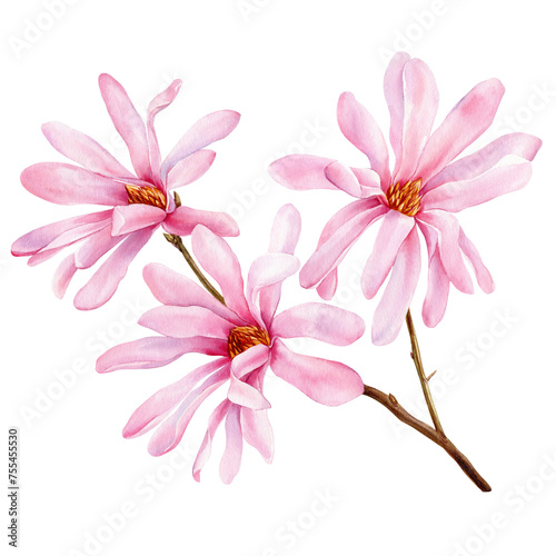 Magnolia flowers branch on isolated background, watercolor botanical illustration, hand drawing. pink Floral Clipart for design © Hanna