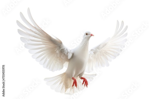 white dove flying in the air