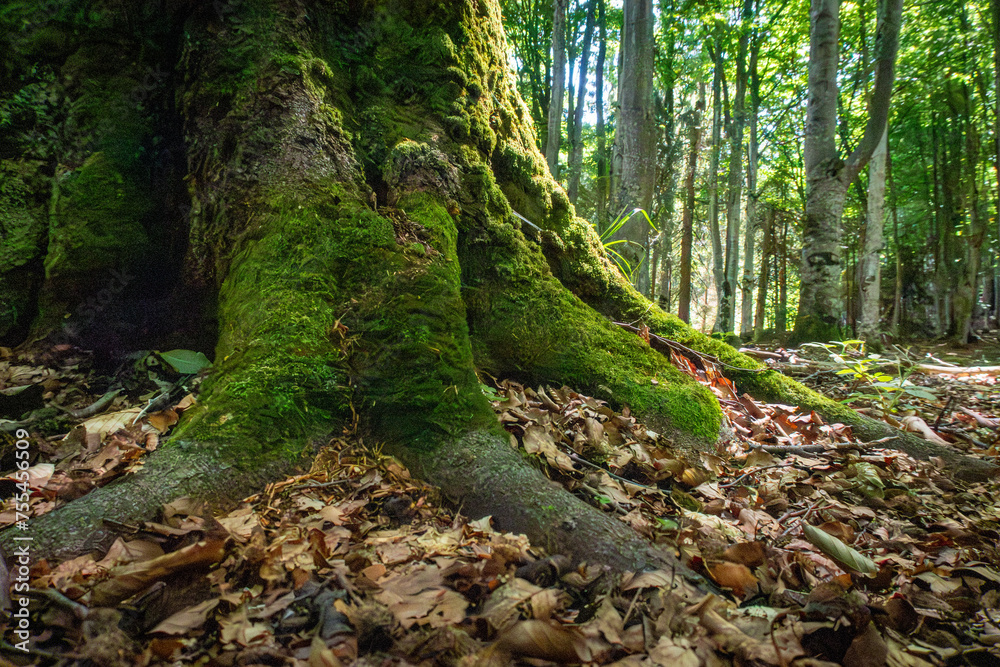 The carpathian forest in Romania 