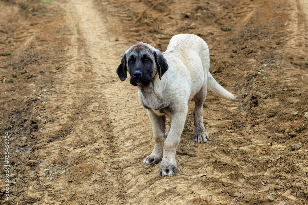 Young cute Kangal puppy as they look with big eyes Young cute Kangal puppy as they look with big eyes
