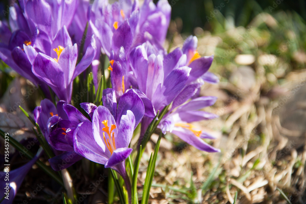 Spring purple snowdrops on green grass. Spring texture. Natural flowers Spring purple snowdrops on green grass. Spring texture. Natural flowers
