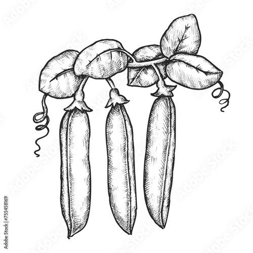 Sketch of pea pod with leaf. Vector garden crop or farm peas branch. Food for vegetarian meal or vegan culinary, organic seed market. Nature harvest. Agriculture and biology, botany theme