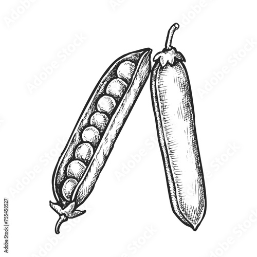 Pea pod with seeds. Vector sketch of bean plant. Vintage drawing of legume food with grain. Kitchen cooking or healthy market illustration. Vegetarian or vegan culinary ingredient. Natural harvest
