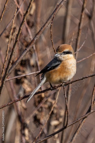 Male Bull-headed shrike perching on the tree branch.