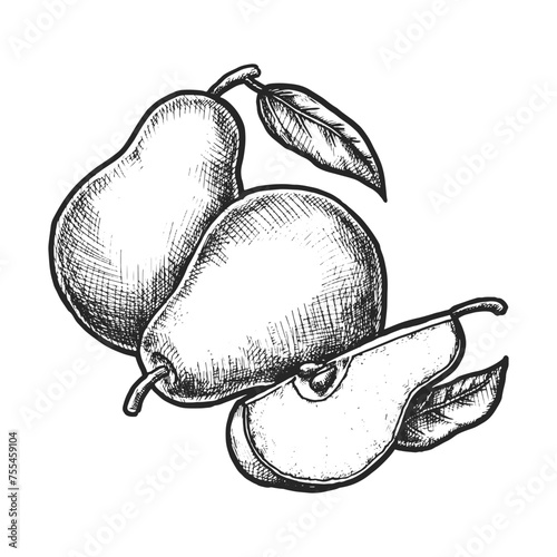 Illustration of pear fruit. Vector sketch of natural food. Organic ingredient for vegan and vegetarian meal. Tree plant grocery or fruitage harvest dessert. Botany and biology, nature and agriculture