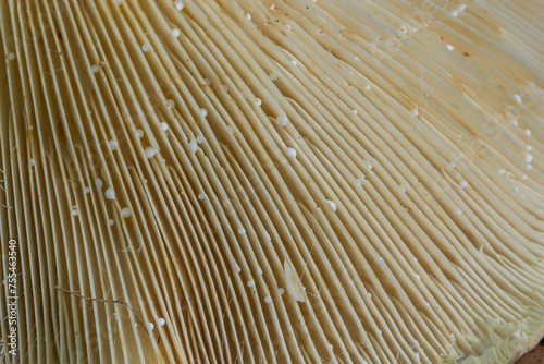 A view of the gills of the umbrella mushroom. Mushroom texture close-up photo