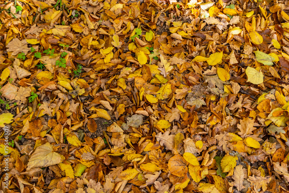 Colorful backround image of fallen autumn leaves perfect for seasonal use Colorful backround image of fallen autumn leaves perfect for seasonal use