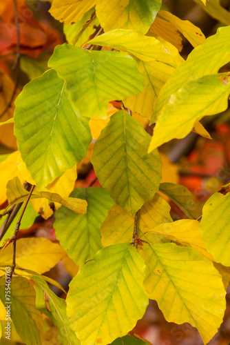 Autumn beech leaves on a tree close up on a sunny day. Copy space, shallow depth of field