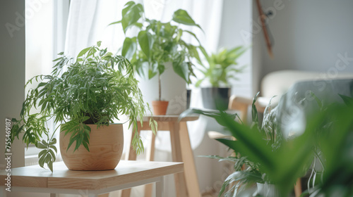 A living room is filled with numerous green plants, providing a fresh and vibrant atmosphere