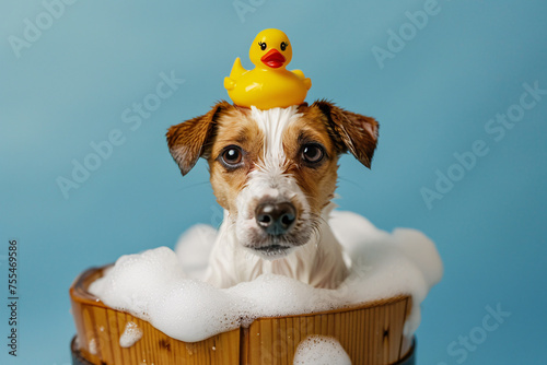 Small terrier dog with rubber duck on head in washtub with foam in front of blue studio background photo